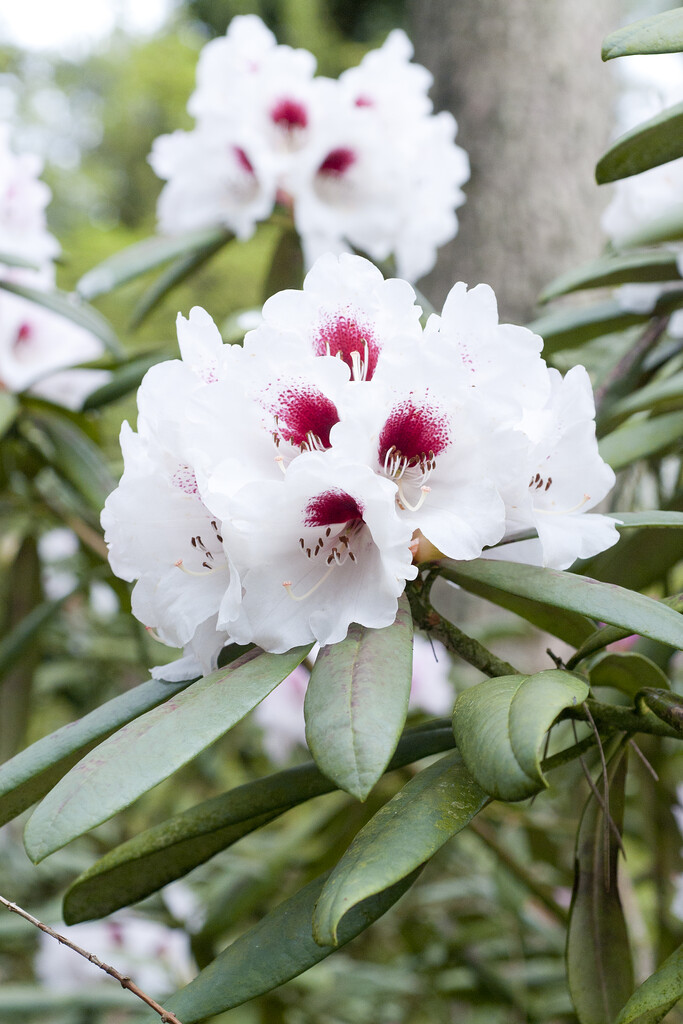 rhododendron 'Blueshine Girl'