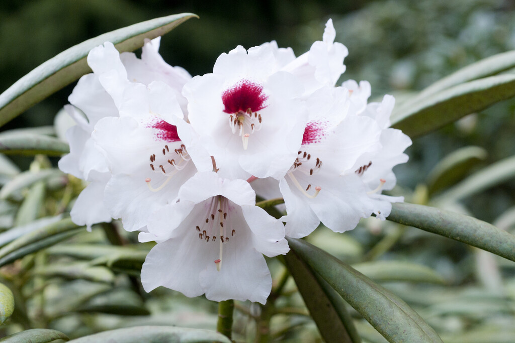 rhododendron 'Blueshine Girl'