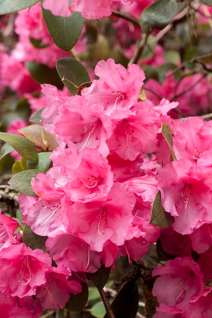<i>Rhododendron</i> 'April Showers' (A)