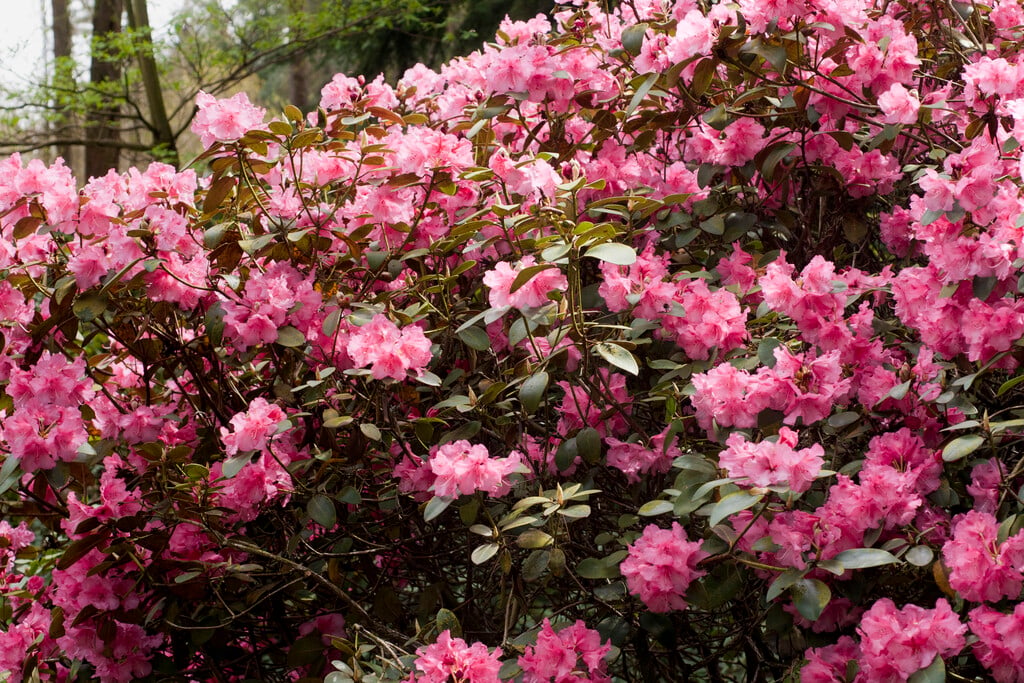 <i>Rhododendron</i> 'April Showers' (A)