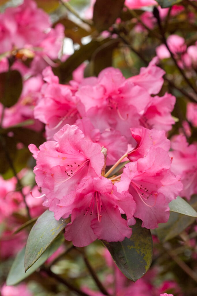 <i>Rhododendron</i> 'April Showers' (A)