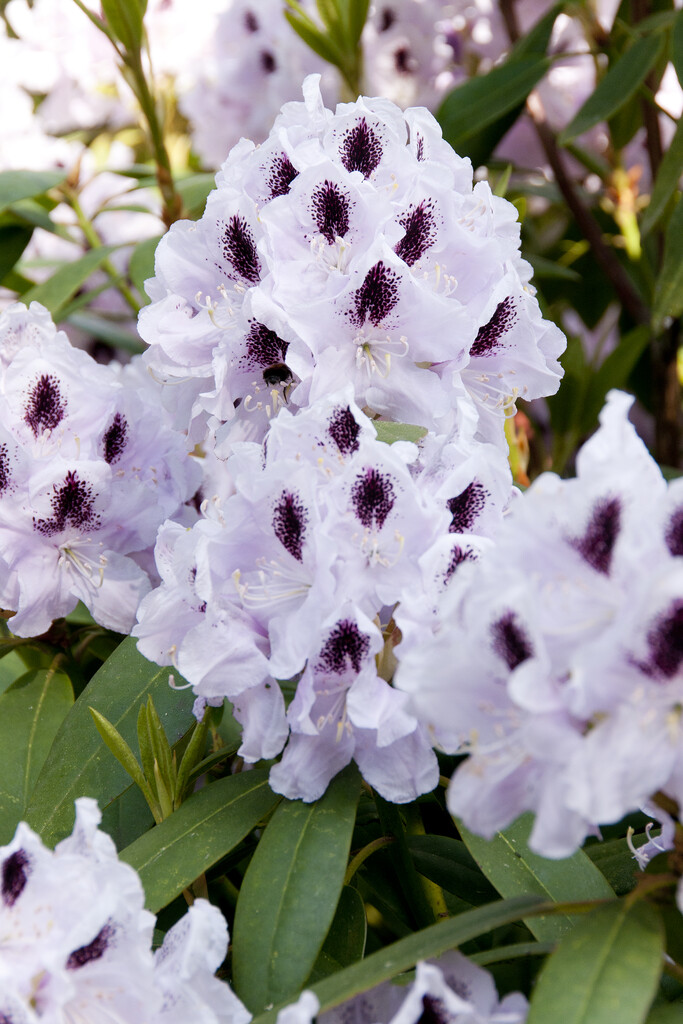 rhododendron 'Calsap'