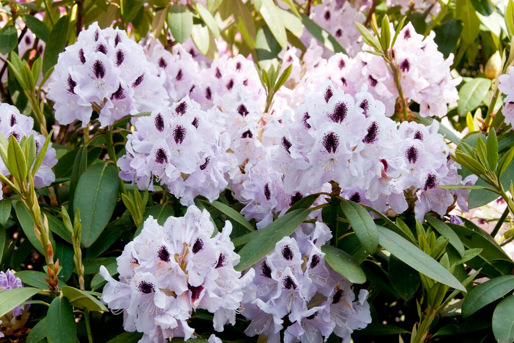 rhododendron 'Calsap'