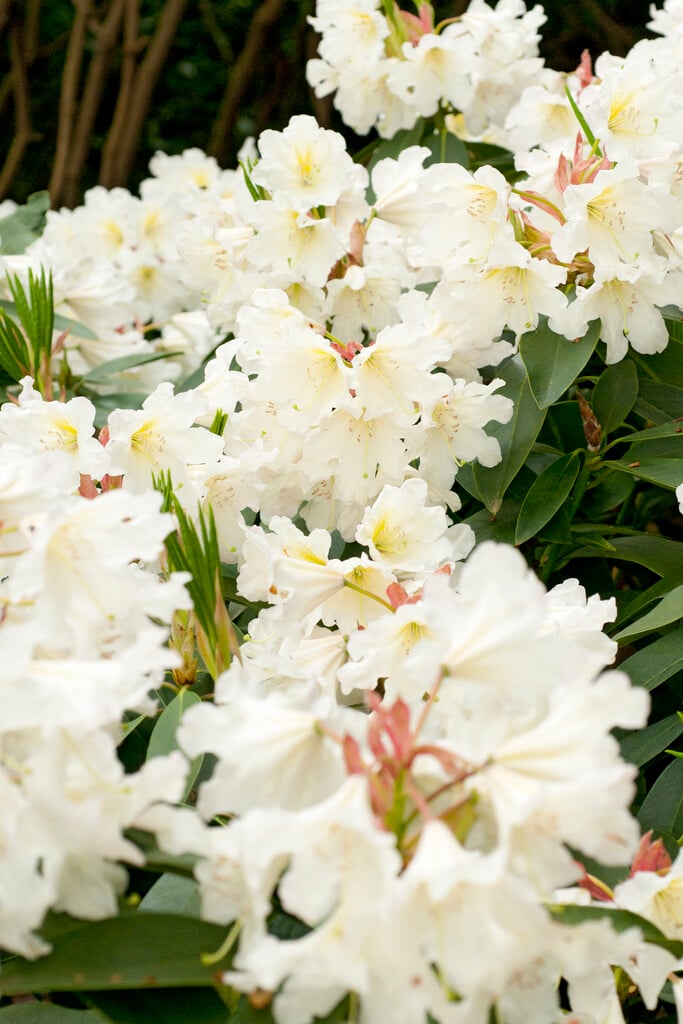 rhododendron [White Dufthecke]