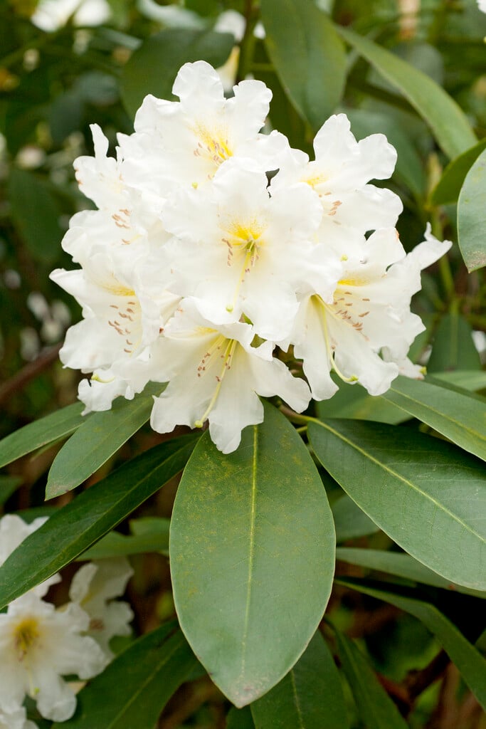 rhododendron [White Dufthecke]