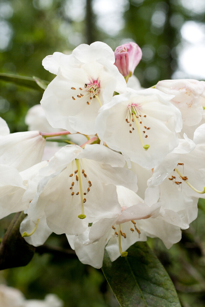 Rhododendron (China Group) 'China'|rhododendron 'China'/RHS Gardening