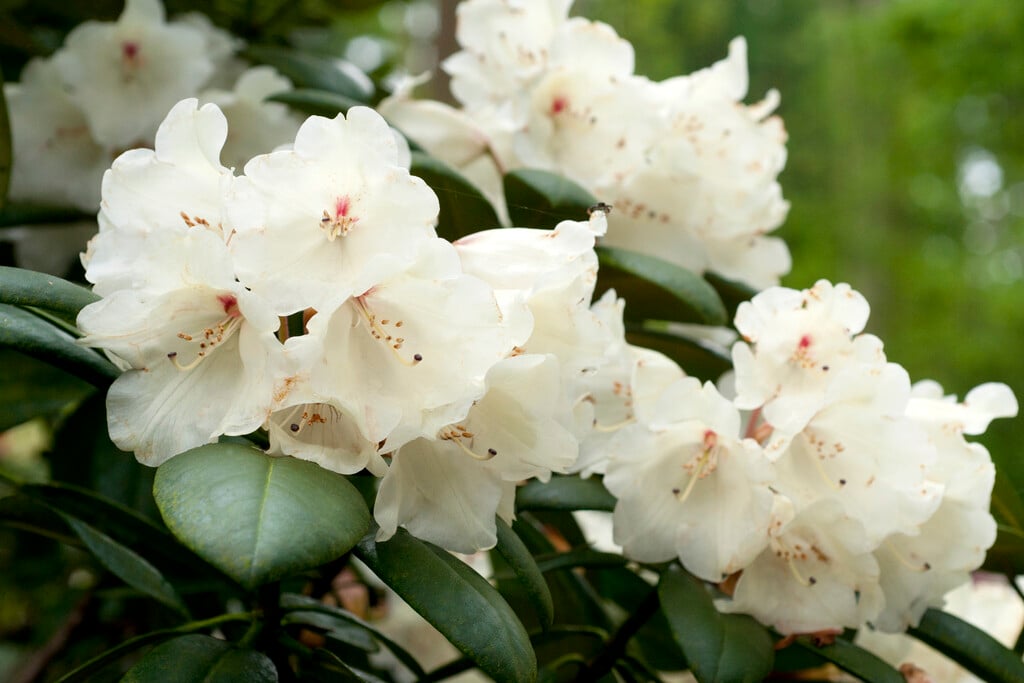 rhododendron 'China'