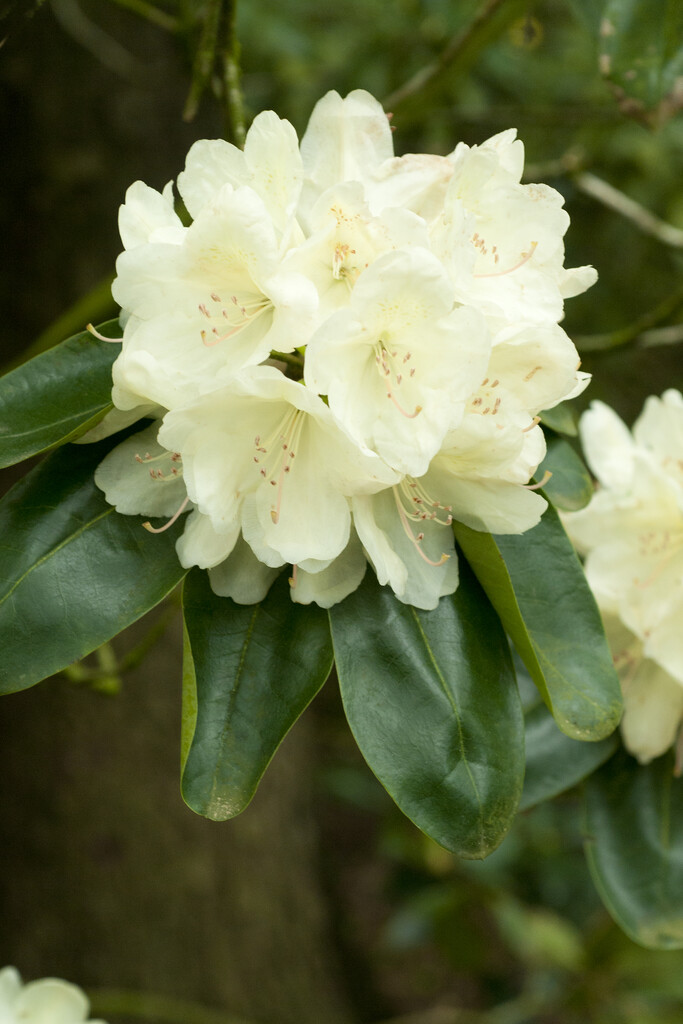 rhododendron 'Ehrengold'