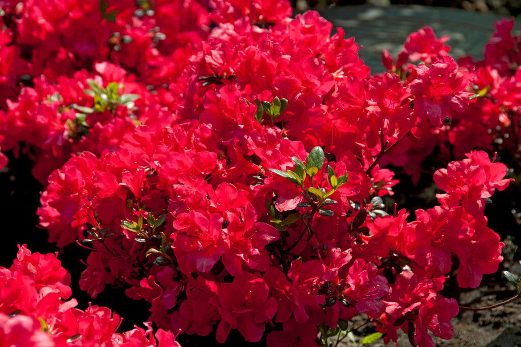 rhododendron 'Maruschka'