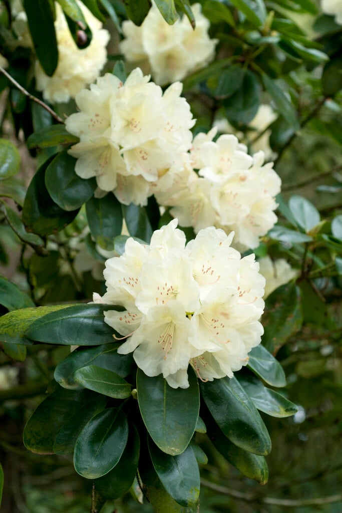 rhododendron 'Ehrengold'