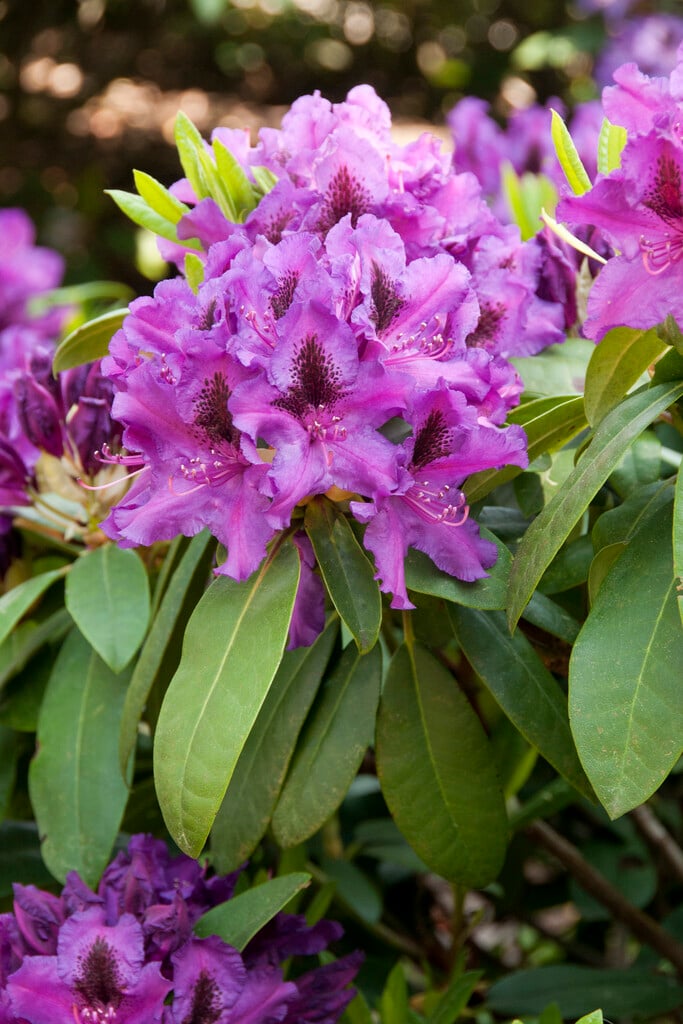 rhododendron 'Azurro'