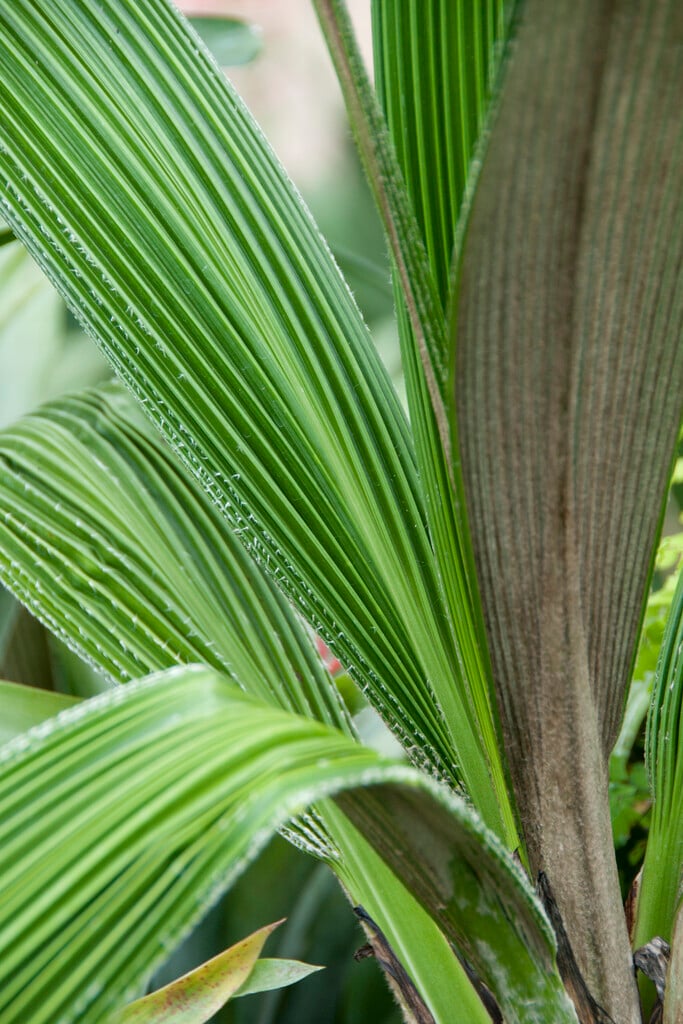<i>Curculigo</i> <i>crassifolia</i>