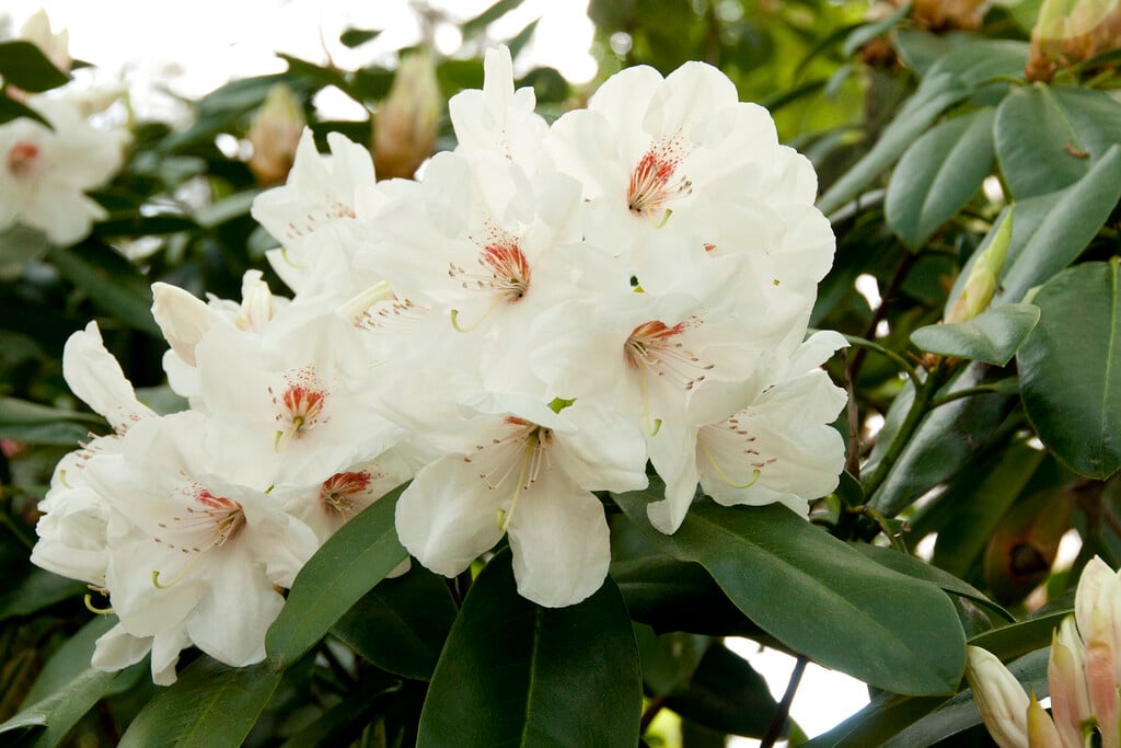 rhododendron 'Langworth'