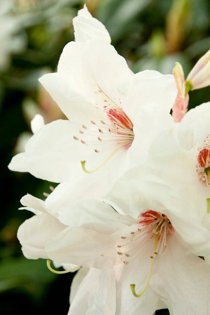 rhododendron 'Langworth'