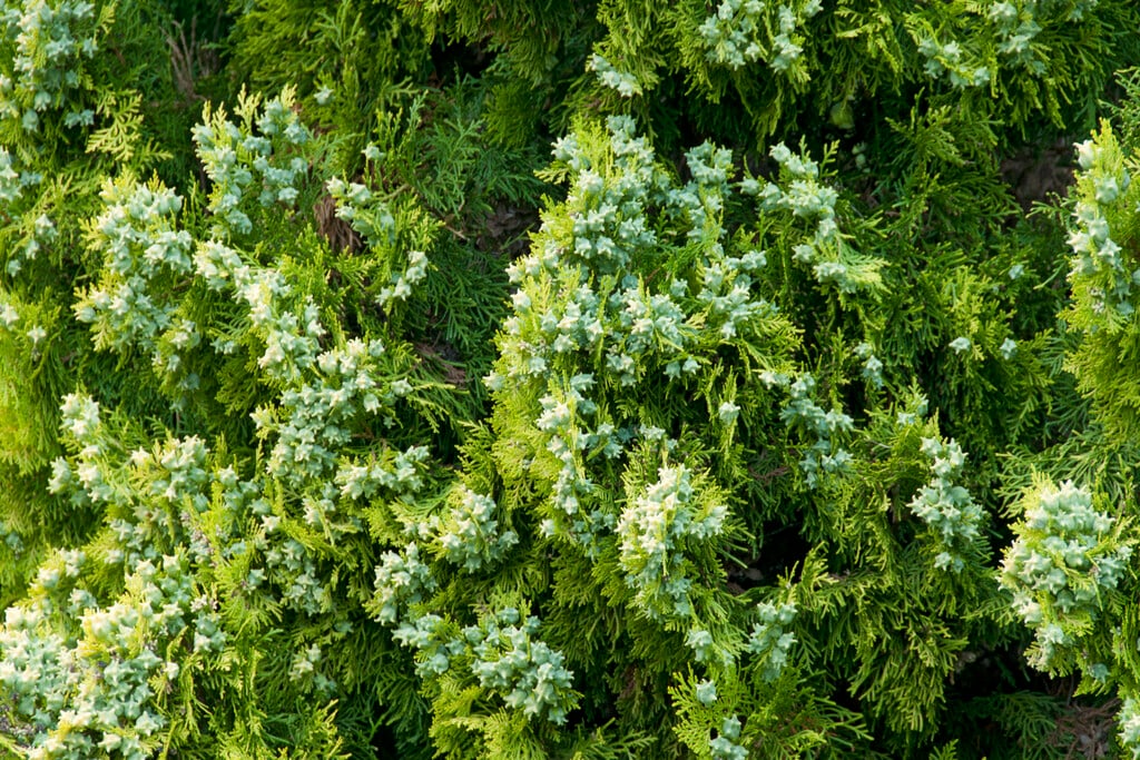 zimmerpflanzen schefflera Schefflera Gold Capelle Fingerbaum Zimmerpflanze Ø21cm 81cm