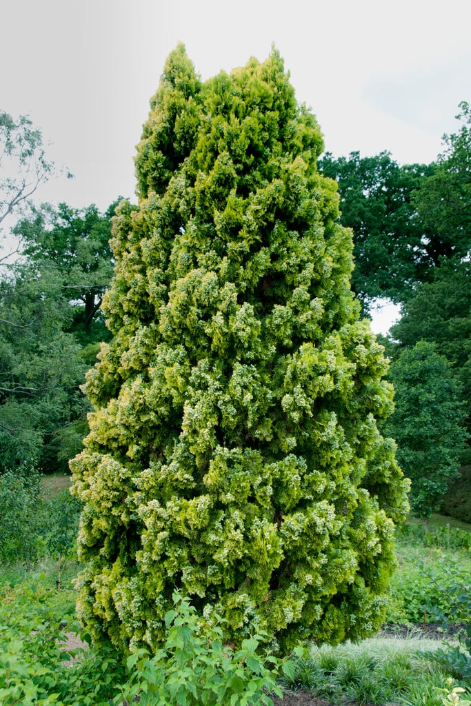 oriental thuja 'Pyramidalis Aurea'