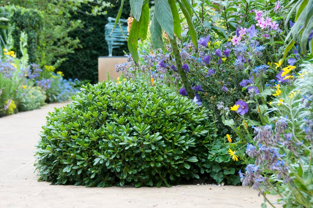 Japanese pittosporum 'Nanum'