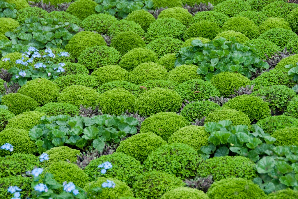 <i>Selaginella</i> <i>helvetica</i>