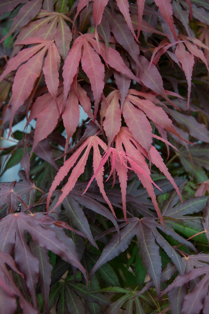Japanese maple 'Oregon Sunset'