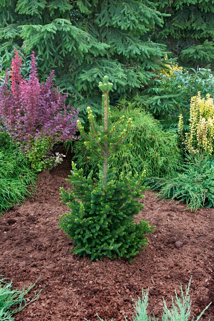 Norway spruce 'Wills Zwerg'