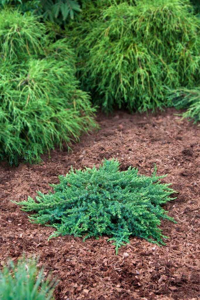 juniper 'Greenmantle'
