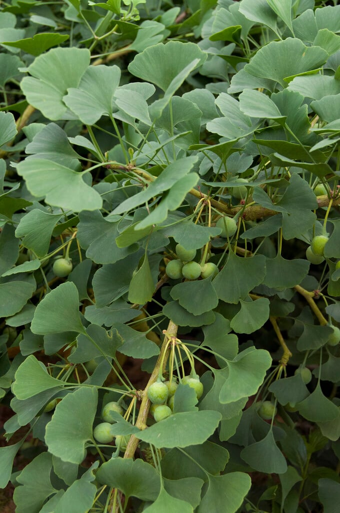 maidenhair tree 'Barabits' Nana'
