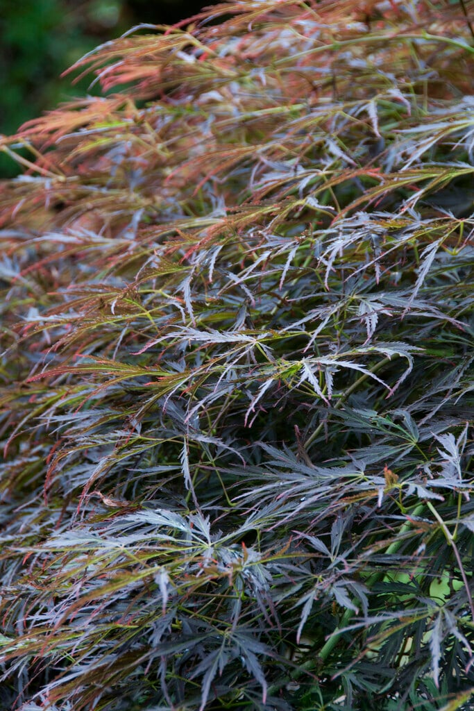 Japanese maple 'Pendulum Julian'