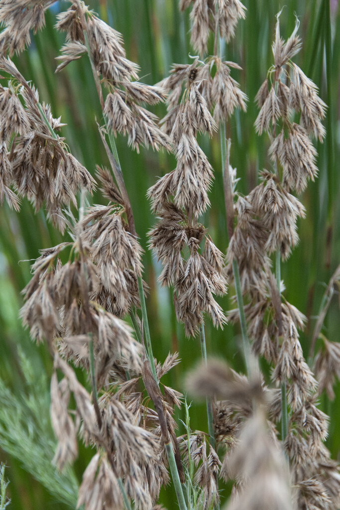 <i>Thamnochortus</i> <i>cinereus</i>