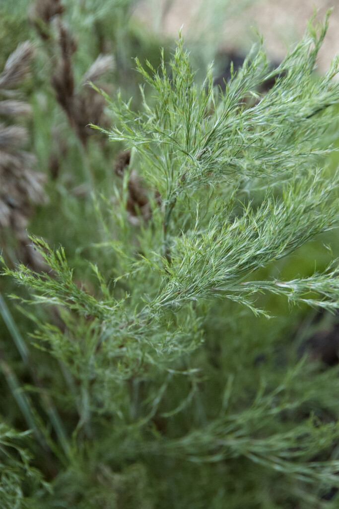 <i>Thamnochortus</i> <i>cinereus</i>