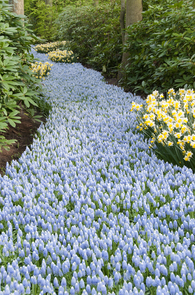 grape hyacinth 'Ocean Magic'