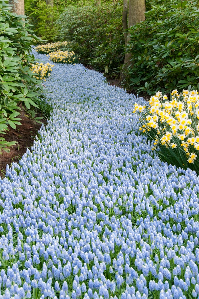 grape hyacinth 'Ocean Magic'