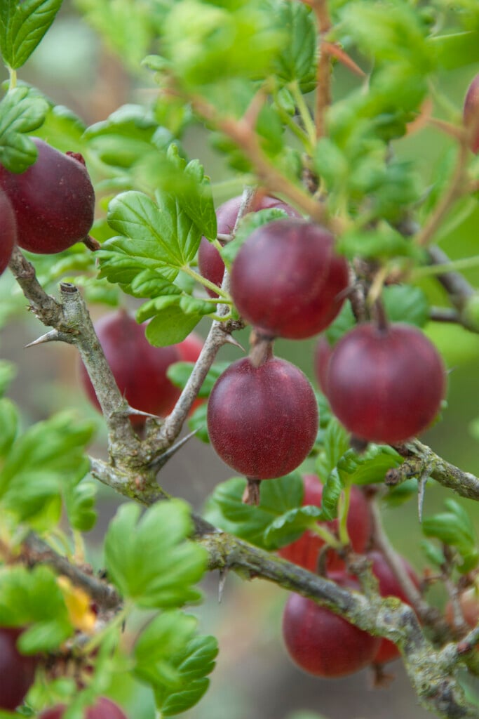 gooseberry 'Bedford Red'