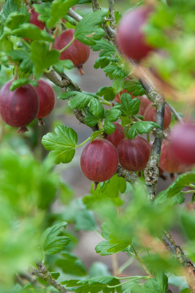gooseberry 'Bedford Red'