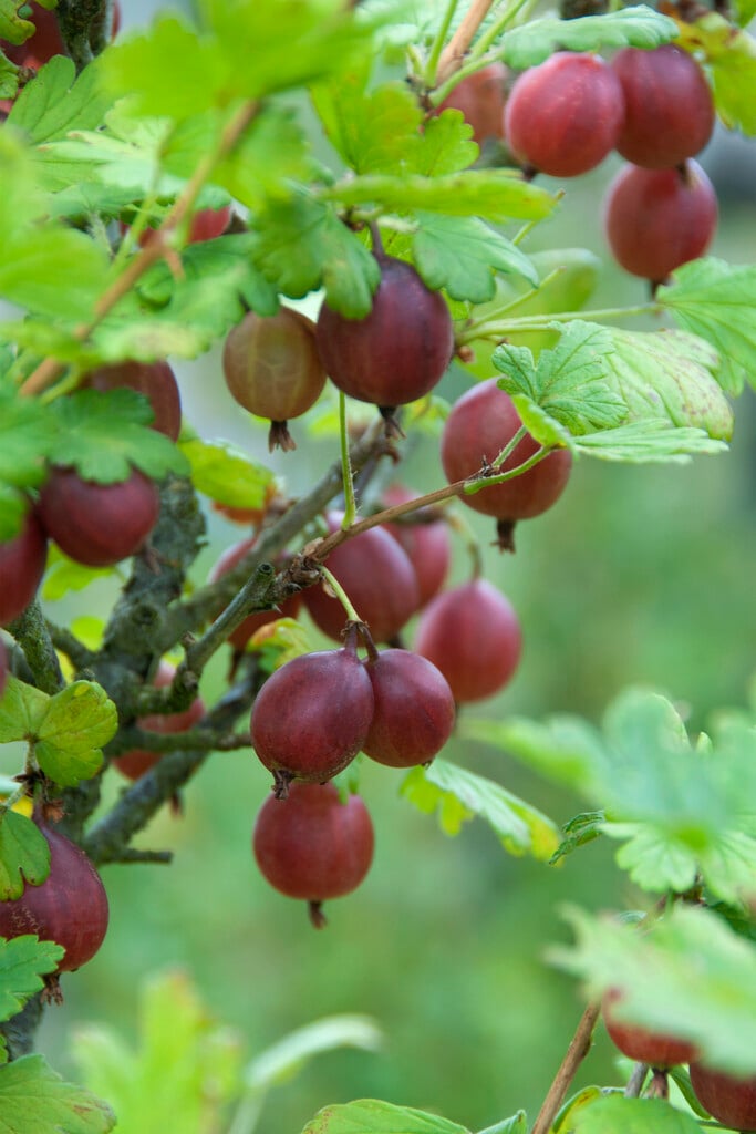 gooseberry 'Captivator'