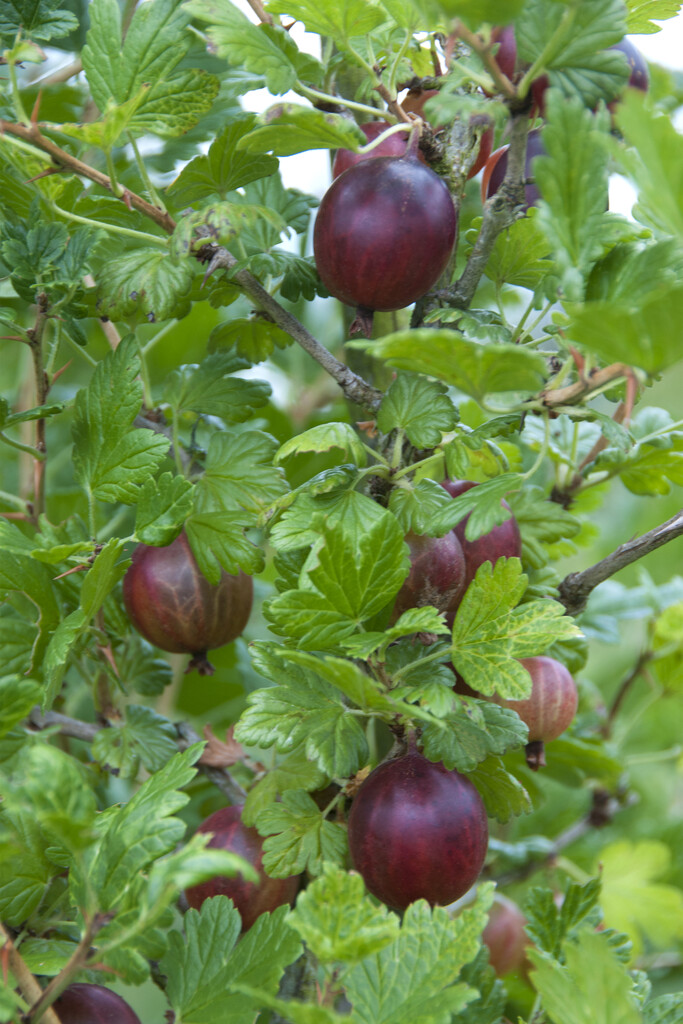 gooseberry 'London'