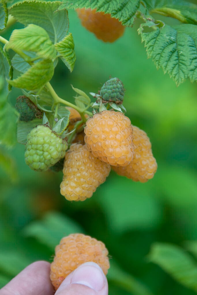 raspberry 'Yellow Antwerp'