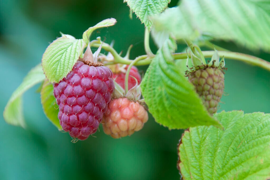 raspberry 'Sanibelle'