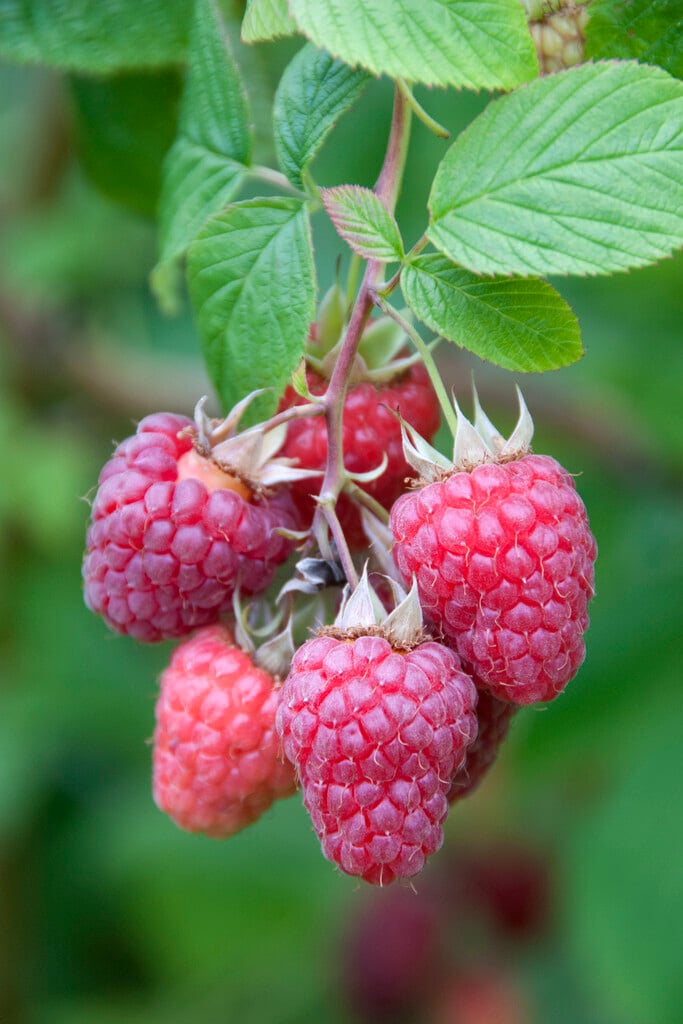 raspberry 'Sanibelle'