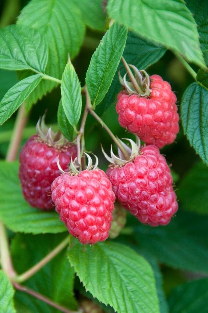 raspberry 'Glen Fyne'