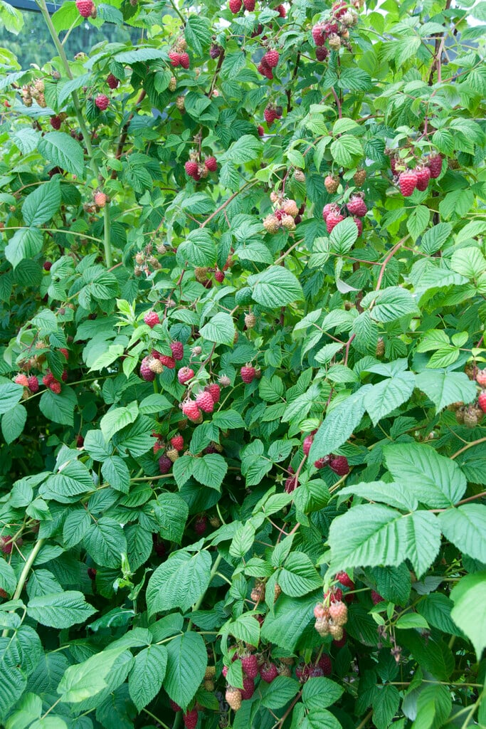 raspberry 'Glen Fyne'