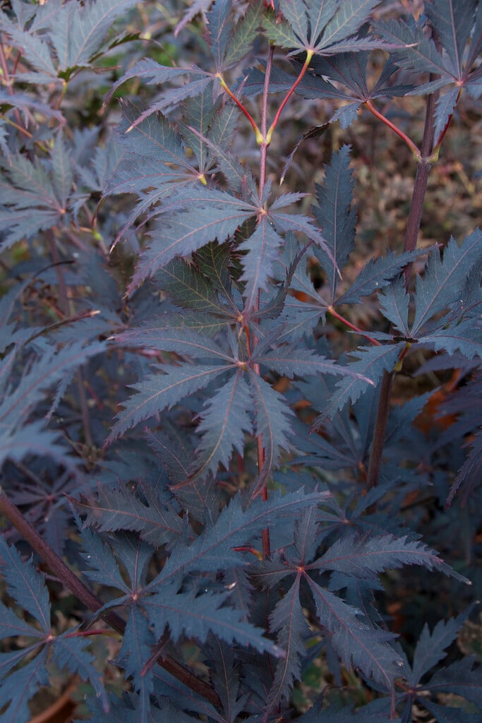 Japanese maple [Black Lace]