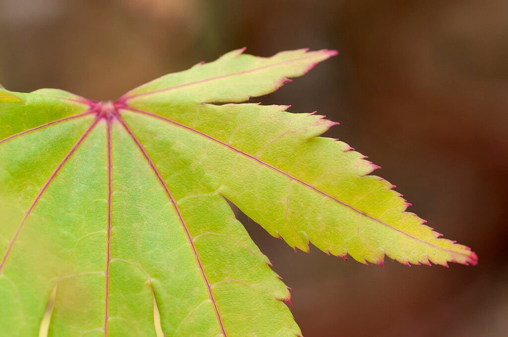 Shirasawa maple 'Jordan'