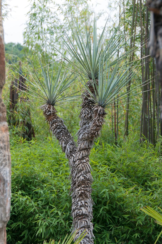 <i>Yucca</i> <i>rigida</i>