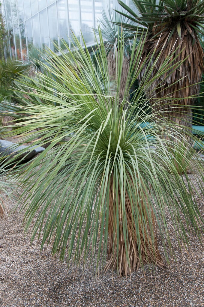 <i>Yucca</i> <i>linearifolia</i>