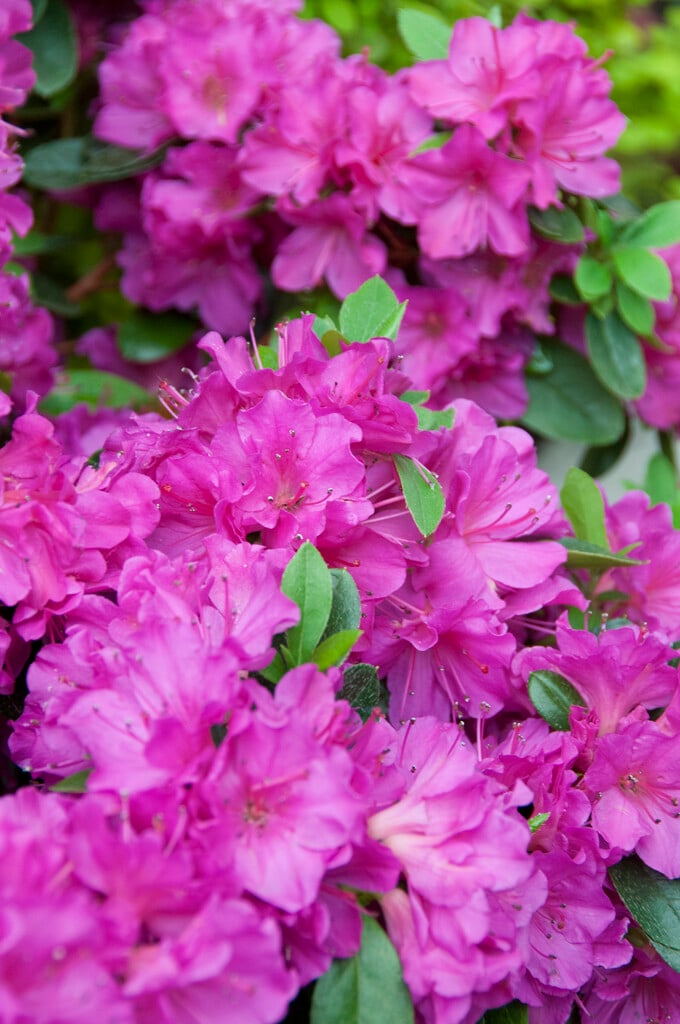 rhododendron 'Corany'