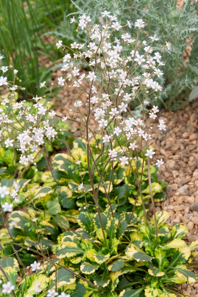 scindapsus moonlight variegata Scindapsus Moonlight Treubii Albo Variegated – Greenroom Planter