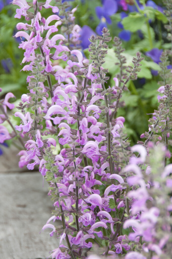 Salvia × superba &Rose Queen& wood sage &Rose Queen& Herbaceous