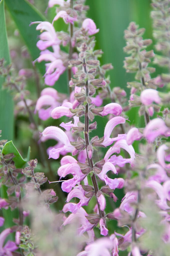 wood sage 'Rose Queen'