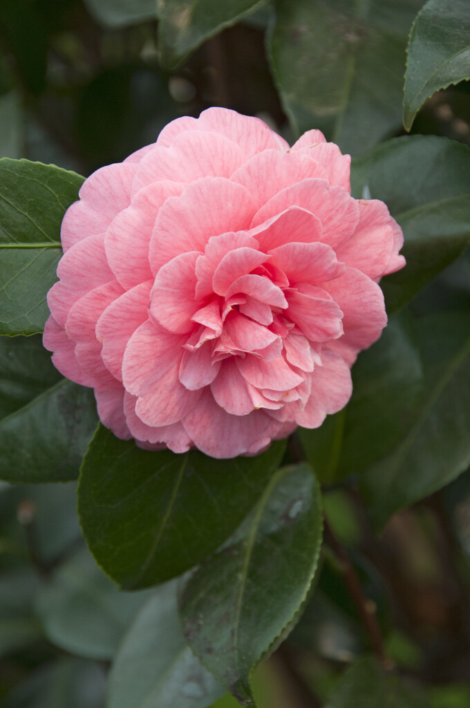 camellia 'Saturnia'