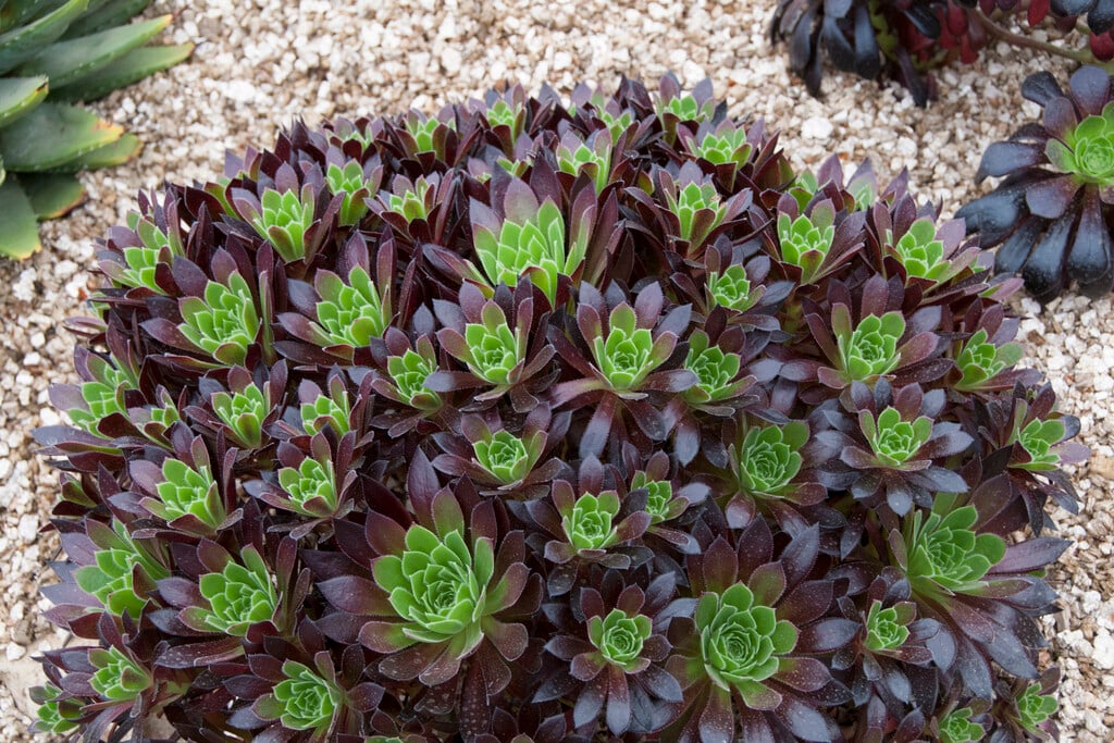 Aeonium 'Torchbearer'/RHS Gardening